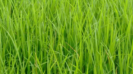 Obraz premium close-up of green farm crop