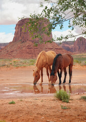 two wild horses drinking water from a desert oasis water at Monument Valley in Utah