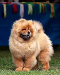Chow puppy at a dog show
