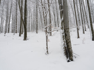 Snow covered forest with snowy beech and spruce trees. Monochromatic landscape, natural winter background