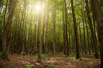 Fototapeta premium Sunny summer forest with tall trees. Summer landscape