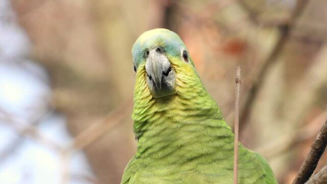 Gelbscheitelamazone&nbsp;(Amazona ochrocephala) in Wiesbaden im Schlosspark Biebrich