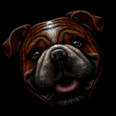 Bulldog. Color, graphic portrait of an English bulldog on a black background. Digital vector graphics.