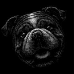 The bulldog. Black and white, graphic portrait of an English bulldog on a black background. Digital vector graphics.
