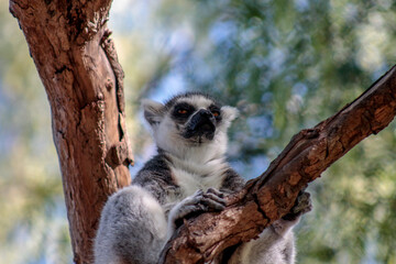 Animals in the wild from Bioparc (Valencia, Spain)
