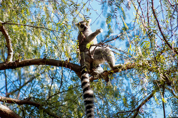 Animals in the wild from Bioparc (Valencia, Spain)