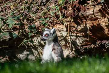 Animals in the wild from Bioparc (Valencia, Spain)