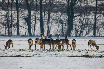 Sarny © marcinbawiec