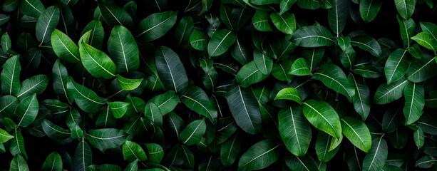 Closeup green leaves background, Overlay fresh leaf pattern, Natural foliage textured and background - Powered by Adobe