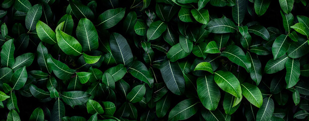 Closeup green leaves background, Overlay fresh leaf pattern, Natural foliage textured and background