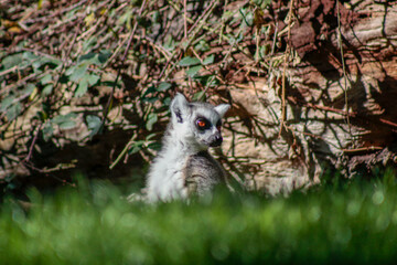 Animals in the wild from Bioparc (Valencia, Spain)