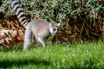 Animals in the wild from Bioparc (Valencia, Spain)