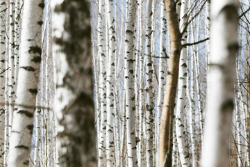 Obraz premium Spring forest with white birch trees. Russia, March.