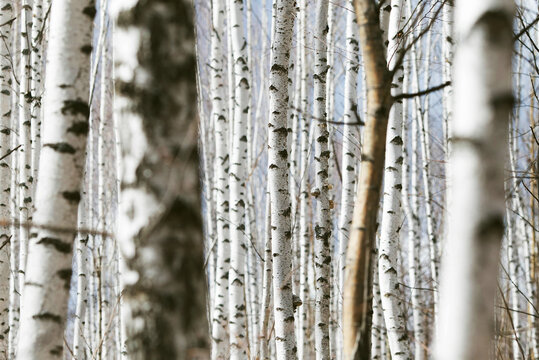 Spring forest with white birch trees. Russia, March.