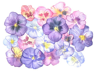 Watercolor illustration with hand-painted pansies. Isolated on white.
