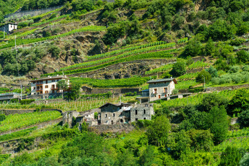 Fototapeta na wymiar Vineyards along the Sentiero della Valtellina, Italy, from the cycleway