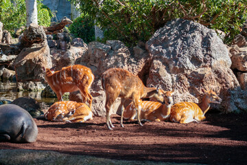 Animals in the wild from Bioparc (Valencia, Spain)