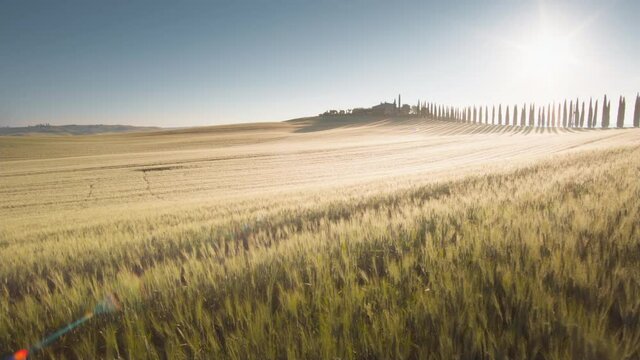 field of wheat in Tuscany, Italy