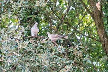 Couple de tourterelles dans les arbres .