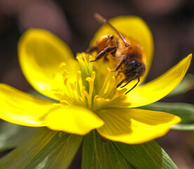 Winterling und Biene