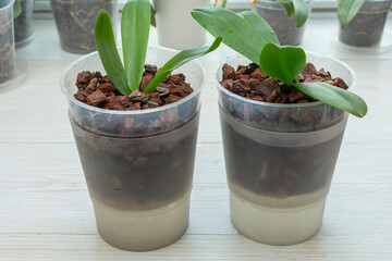 Orchids in the pot. Watering orchid by immersion in water.The most correct method of watering and...