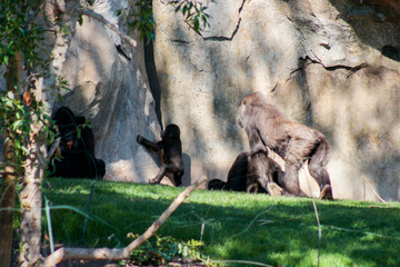 Animals in the wild from Bioparc (Valencia, Spain)