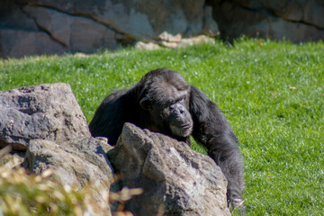 Animals in the wild from Bioparc (Valencia, Spain)