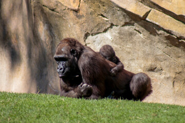 Animals in the wild from Bioparc (Valencia, Spain)