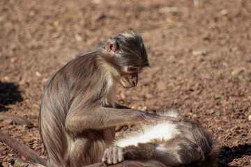 Animals in the wild from Bioparc (Valencia, Spain)