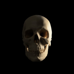 human skull on black