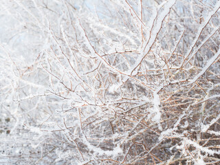 Snow-covered hoarfrost bush branches and twig, selective focus. Winter snowy pattern, background or frame, copy space