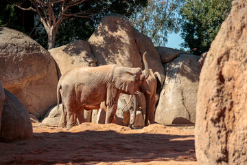 Obraz premium Animals in the wild from Bioparc (Valencia, Spain)