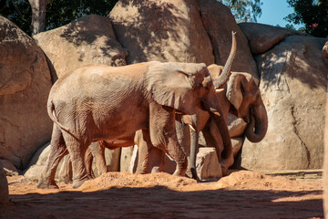 Obraz premium Animals in the wild from Bioparc (Valencia, Spain)