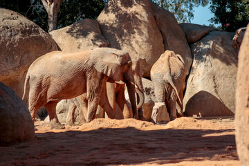 Fototapeta premium Animals in the wild from Bioparc (Valencia, Spain)