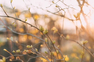 Fototapeta na wymiar spring background thin spring twigs with young fresh tree buds at golden hour at sunset, spring mood