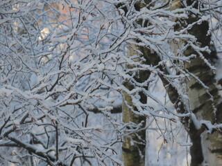 snow covered branches