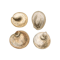 Grains of sorghum. Vector color vintage hand drawn hatching illustration