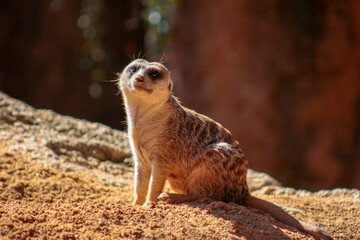 Animals in the wild from Bioparc (Valencia, Spain)
