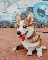 Welsh corgi pembroke