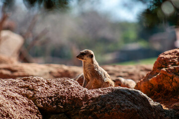 Animals in the wild from Bioparc (Valencia, Spain)
