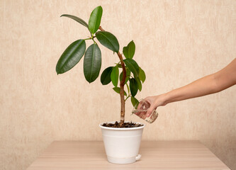 Casual young man watering Ficus Benjamina with yellow sprinkling can