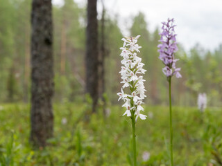 Heath spotted orchids at wetland