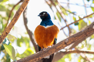 Animals in the wild from Bioparc (Valencia, Spain)