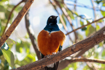 Animals in the wild from Bioparc (Valencia, Spain)