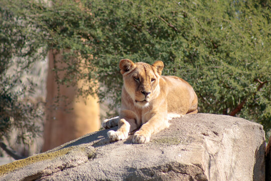 Animals in the wild from Bioparc (Valencia, Spain)