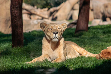 Animals in the wild from Bioparc (Valencia, Spain)