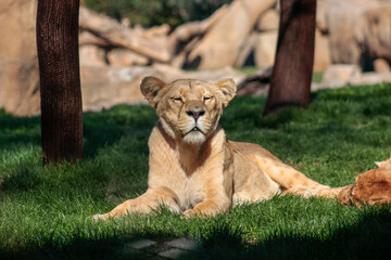 Animals in the wild from Bioparc (Valencia, Spain)