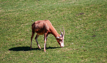 Animals in the wild from Bioparc (Valencia, Spain)