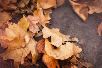 Autumn, autumn yellow leaves lie on the stone. Selective focus.