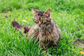 Naklejka na ściany i meble Brown cat sitting in the garden on the grass